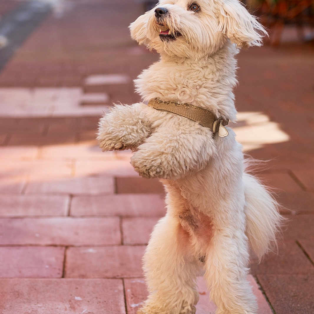 Titou participe au concours pour gagner de l'argent avec cette photo : alert, animal, brown_bricks, canine, curly_fur, cute, dog, fluffy, fur, happy, leash, outdoor, pavement, pet, playful, side_view, small_dog, standing, urban, white_dog