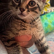 Jester joined the competition — help win amazing prizes! animal, cat, closeup, curious, cute, domestic_cat, ears, eyes, feline, fur, hand, holding, indoor, kitten, person, pet, portrait, tabby, whiskers, young