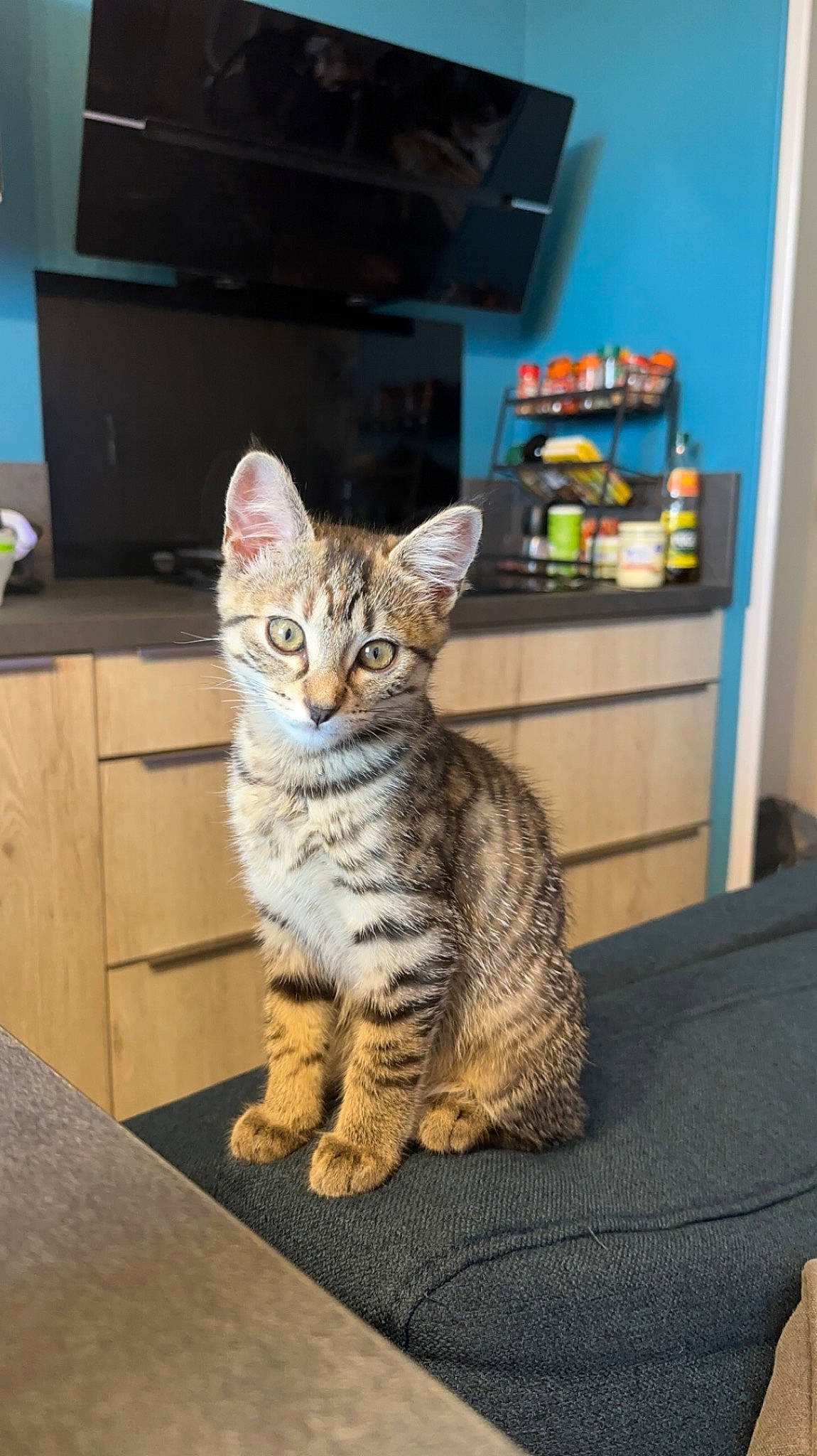 Ruby a rejoint le concours — aidez-le/la à gagner de superbes lots ! box, carnivore, cat, domestic_short_haired_cat, felidae, fur, home_appliance, paw, shelf, sitting, small_to_medium_sized_cats, snout, tail, television, whiskers