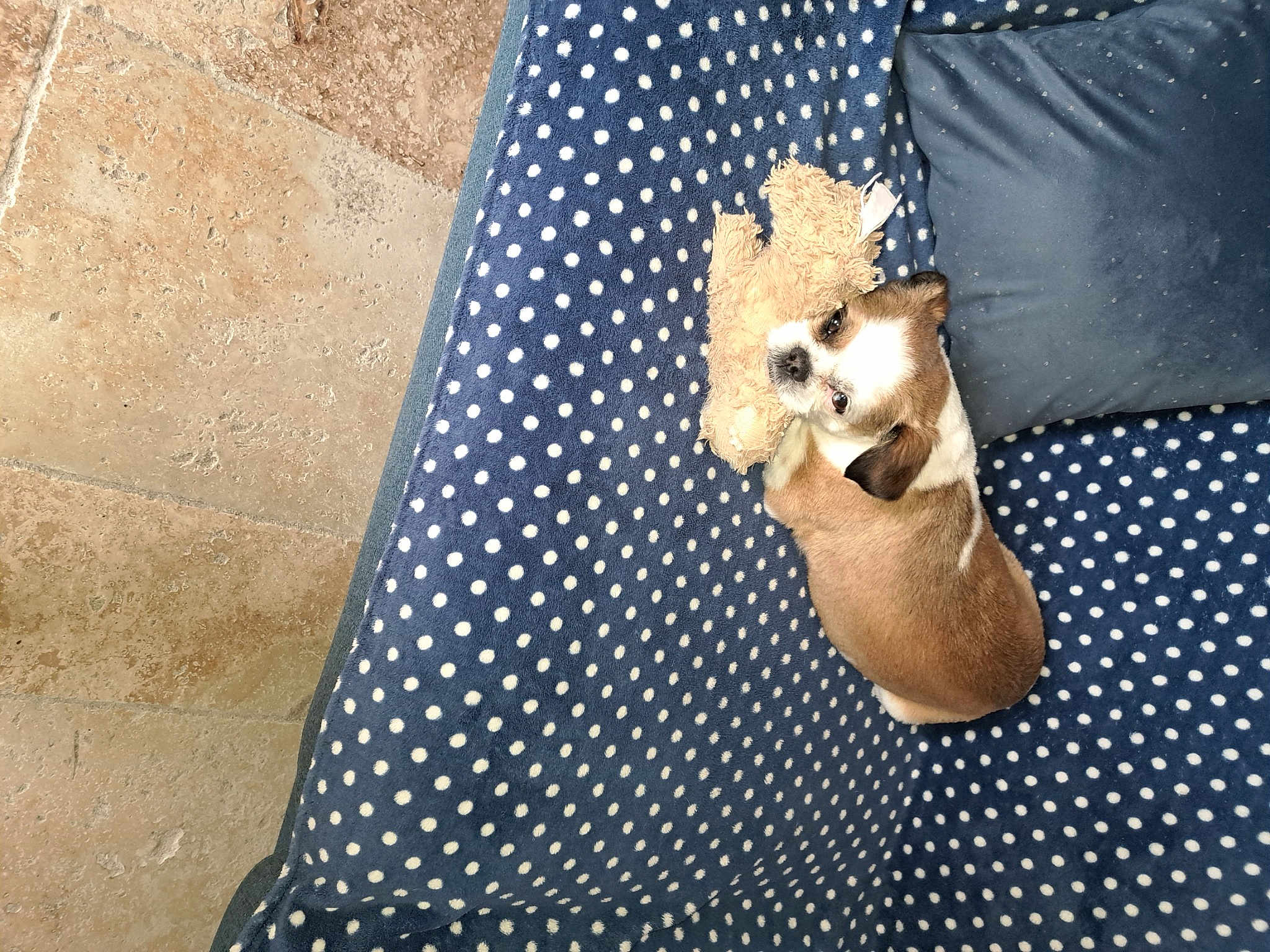 Oreo