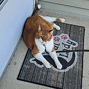 Milo is registered to the contest to win money with this photo: cat, orange_cat, white_cat, doormat, paw_prints, outdoor, door, concrete, relaxed, pet, collar, leash, sleepy, mammal, fur, animal, home, comfort, resting, sidewalk