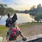 Millie is registered to the contest to win money with this photo: dog, french_bulldog, brindle, pink_harness, wooden_railing, lake, outdoor, nature, trees, water, sky, sunset, pet, animal, canine, grass, daylight, portrait, park, calm