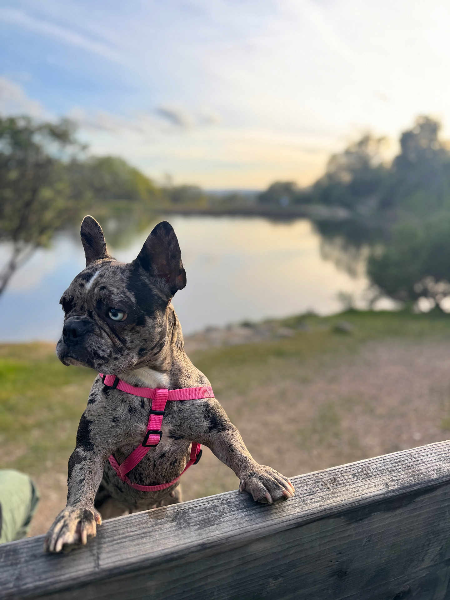 Millie is registered to the contest to win money with this photo: dog, french_bulldog, brindle, pink_harness, wooden_railing, lake, outdoor, nature, trees, water, sky, sunset, pet, animal, canine, grass, daylight, portrait, park, calm