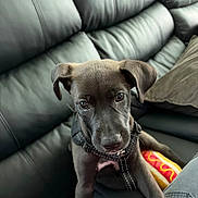 Oso joined the competition — help win amazing prizes! puppy, dog, black_dog, leather_couch, couch, pet, animal, indoor, plush_toy, hot_dog_toy, cute, young_dog, pet_harness, looking_up, ears, fur, snout, collar, home, cozy