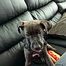 puppy, dog, black_dog, leather_couch, couch, pet, animal, indoor, plush_toy, hot_dog_toy, cute, young_dog, pet_harness, looking_up, ears, fur, snout, collar, home, cozy
