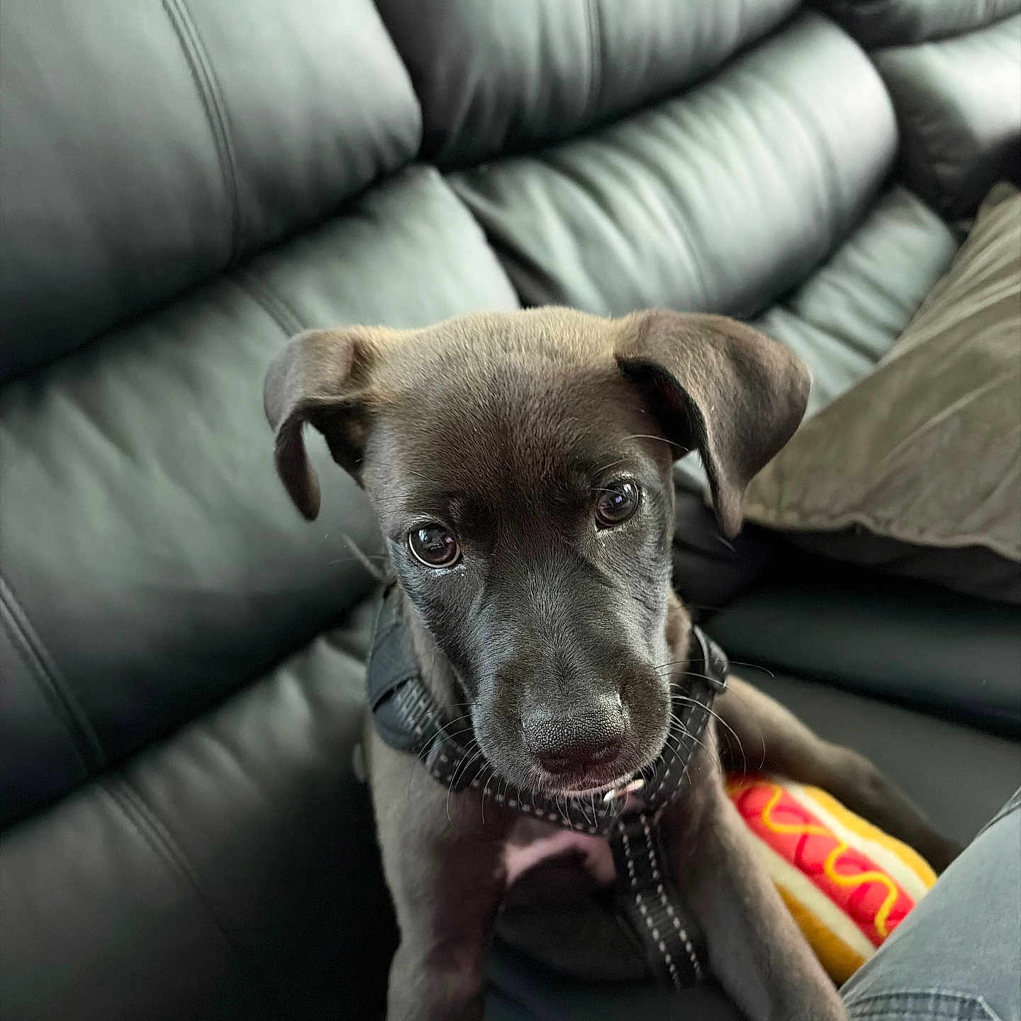 Oso