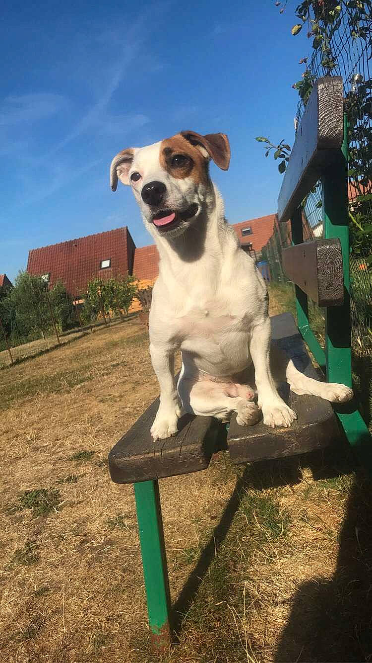 Snoopy participe au concours pour gagner de l'argent avec cette photo : art, carnivore, collar, companion_dog, dog, dog_breed, dog_collar, dog_supply, fawn, grass, landscape, pet_supply, plant, sky, soil, sporting_group, tail, tree, working_animal, working_dog