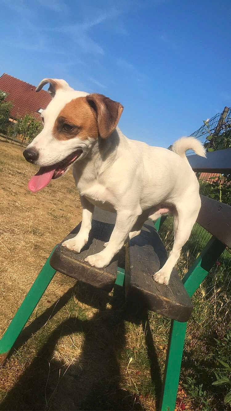 Snoopy a rejoint le concours — aidez-le/la à gagner de superbes lots ! adventure, canidae, carnivore, cloud, collar, companion_dog, dog, dog_breed, dog_collar, dog_supply, fawn, grass, pet_supply, plant, sky, sporting_group, tail, whiskers, working_animal, working_dog