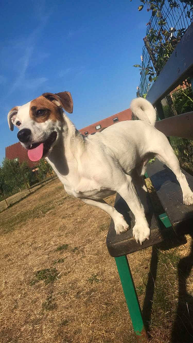 Snoopy a rejoint le concours — aidez-le/la à gagner de superbes lots ! art, carnivore, collar, companion_dog, dog, dog_breed, dog_collar, fawn, grass, happy, landscape, plant, shade, sky, snout, sporting_group, tail, tree, working_animal, working_dog