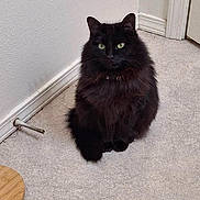 Luna joined the competition — help win amazing prizes! cat, black_cat, fluffy_fur, green_eyes, pet, indoor, carpet, wall, corner, quiet, animal, feline, domestic_cat, looking, sitting, calm, household, floor, ears, whiskers