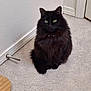cat, black_cat, fluffy_fur, green_eyes, pet, indoor, carpet, wall, corner, quiet, animal, feline, domestic_cat, looking, sitting, calm, household, floor, ears, whiskers