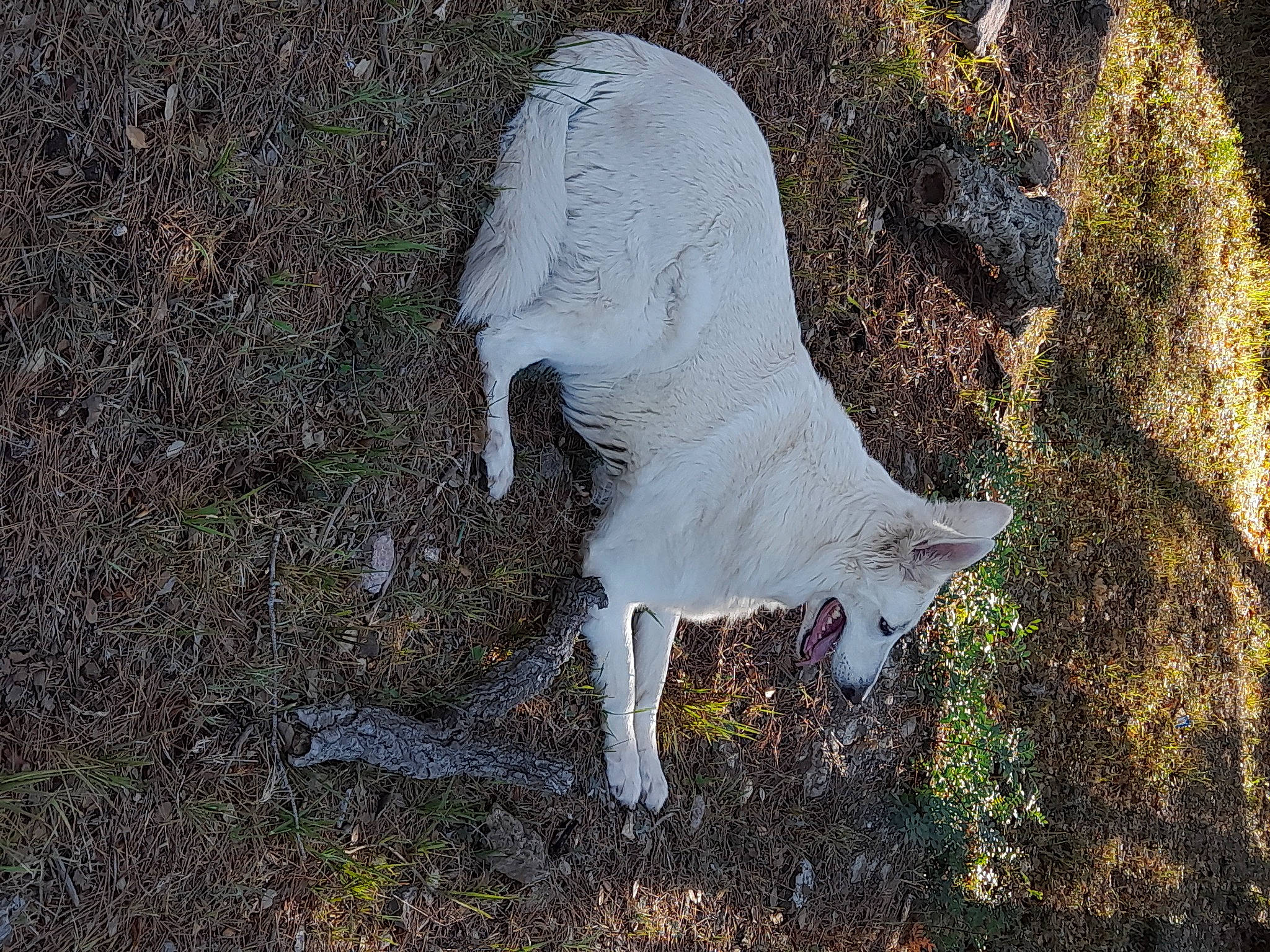 Bella a rejoint le concours — aidez-le/la à gagner de superbes lots ! canidae, dog_breed, fur, goat, goat_antelope, goats, grass, grazing, horn, livestock, mountain_goat, natural_landscape, plant, sheep, soil, sporting_group, tail, terrestrial_animal, tree, trunk