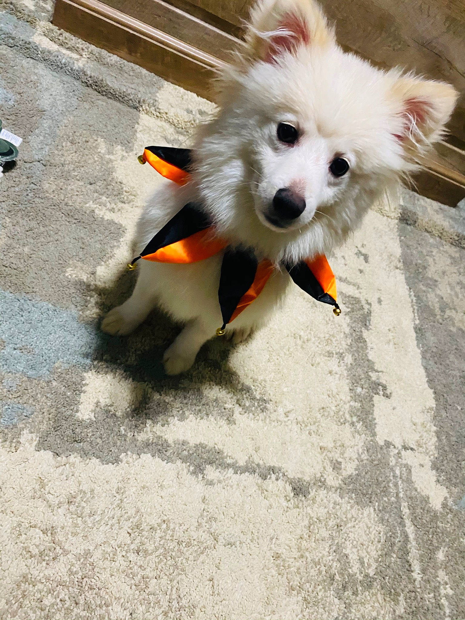 Beau Biscuit joined the competition — help win amazing prizes! asphalt, canidae, carnivore, companion_dog, concrete, dog, dog_breed, dog_supply, fur, german_spitz, road, road_surface, sidewalk, snout, spitz, sporting_group, tail, toy_dog, whiskers, working_dog