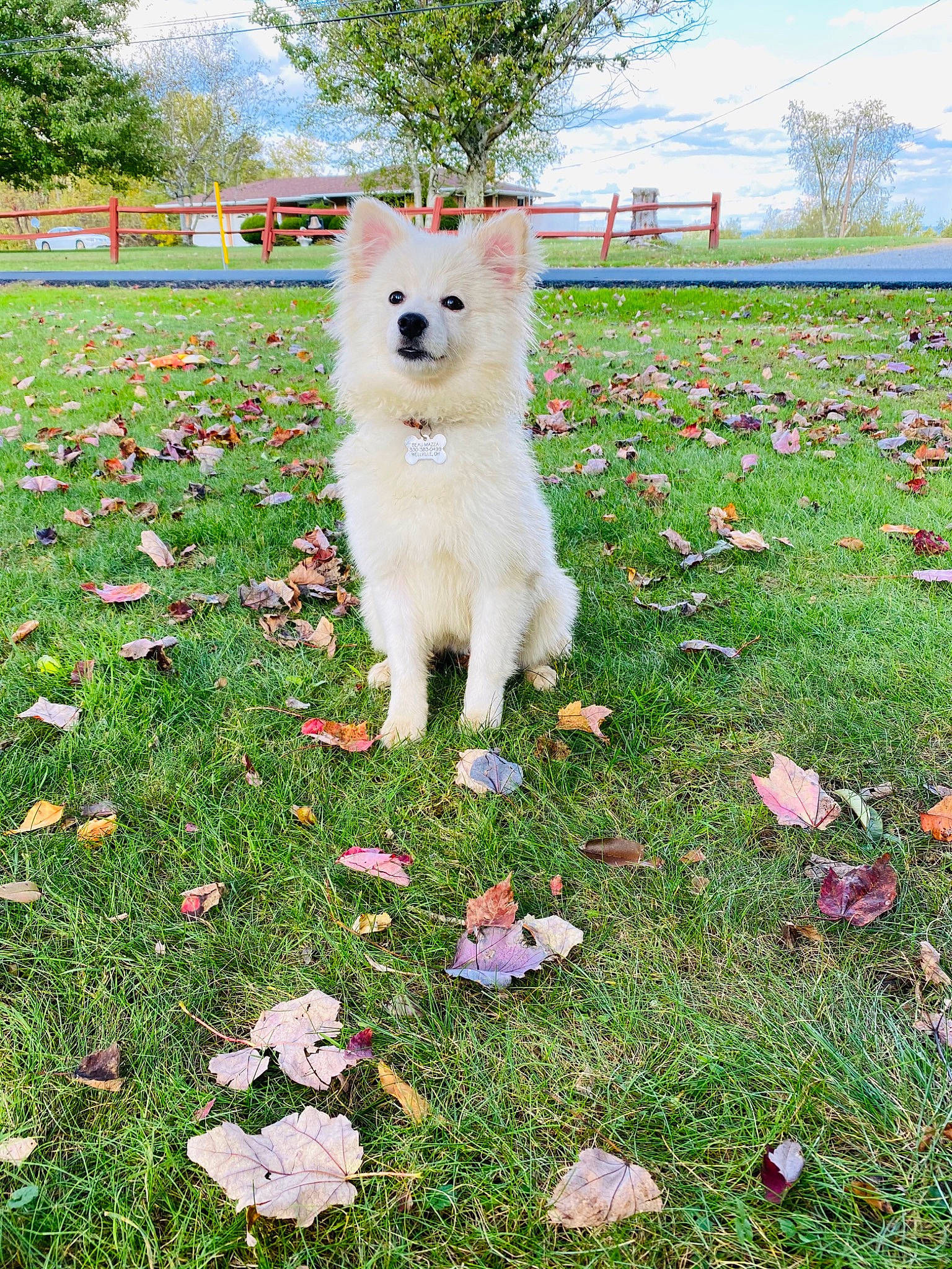 Beau Biscuit is registered to the contest to win money with this photo: canidae, carnivore, cloud, companion_dog, dog, dog_breed, grass, grassland, groundcover, kintamani, lawn, people_in_nature, petal, plant, sky, spitz, sporting_group, tail, tree, volpino_italiano