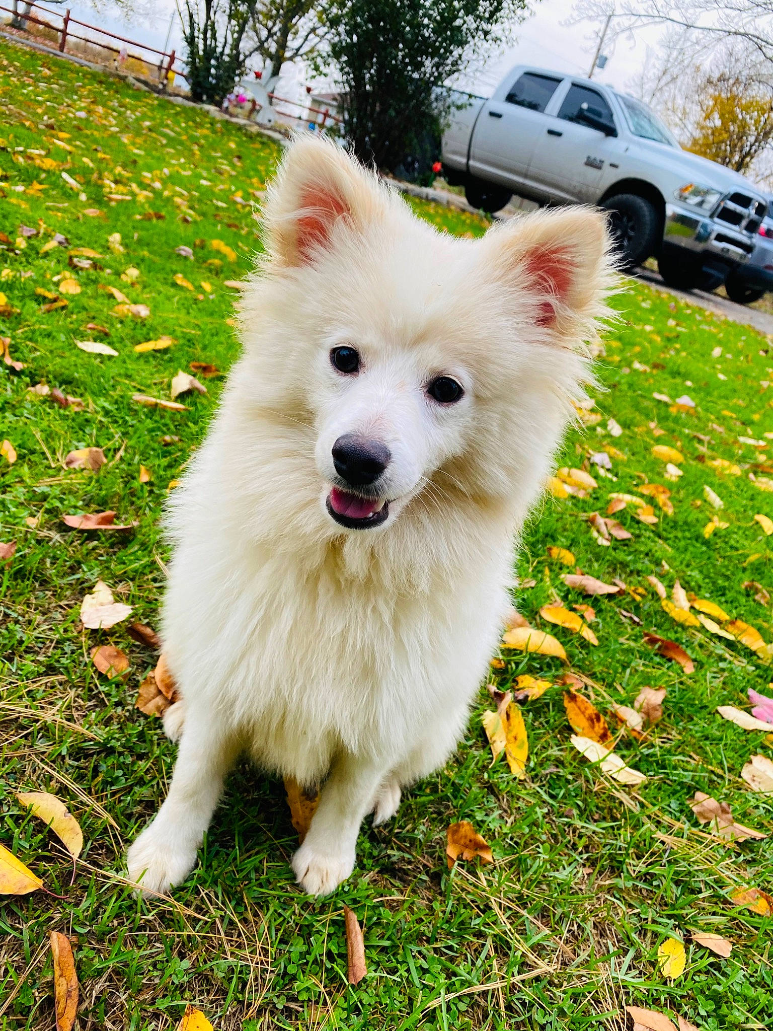 Beau Biscuit is registered to the contest to win money with this photo: car, carnivore, collar, companion_dog, dog, dog_breed, fawn, german_spitz, german_spitz_klein, german_spitz_mittel, grass, plant, snout, spitz, sporting_group, tail, tire, tree, vehicle, wheel