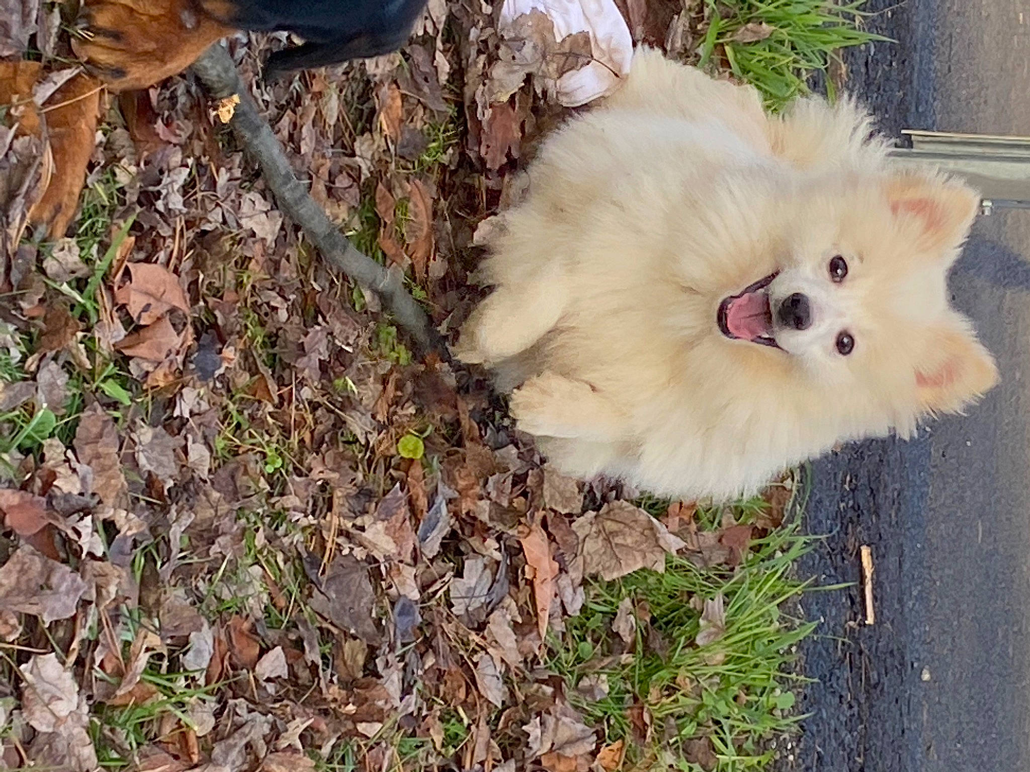 Beau Biscuit joined the competition — help win amazing prizes! canidae, carnivore, companion_dog, dog, dog_breed, fawn, fur, german_spitz, german_spitz_klein, german_spitz_mittel, grass, japanese_spitz, pomeranian, puppy, snout, soil, spitz, sporting_group, toy_dog, volpino_italiano