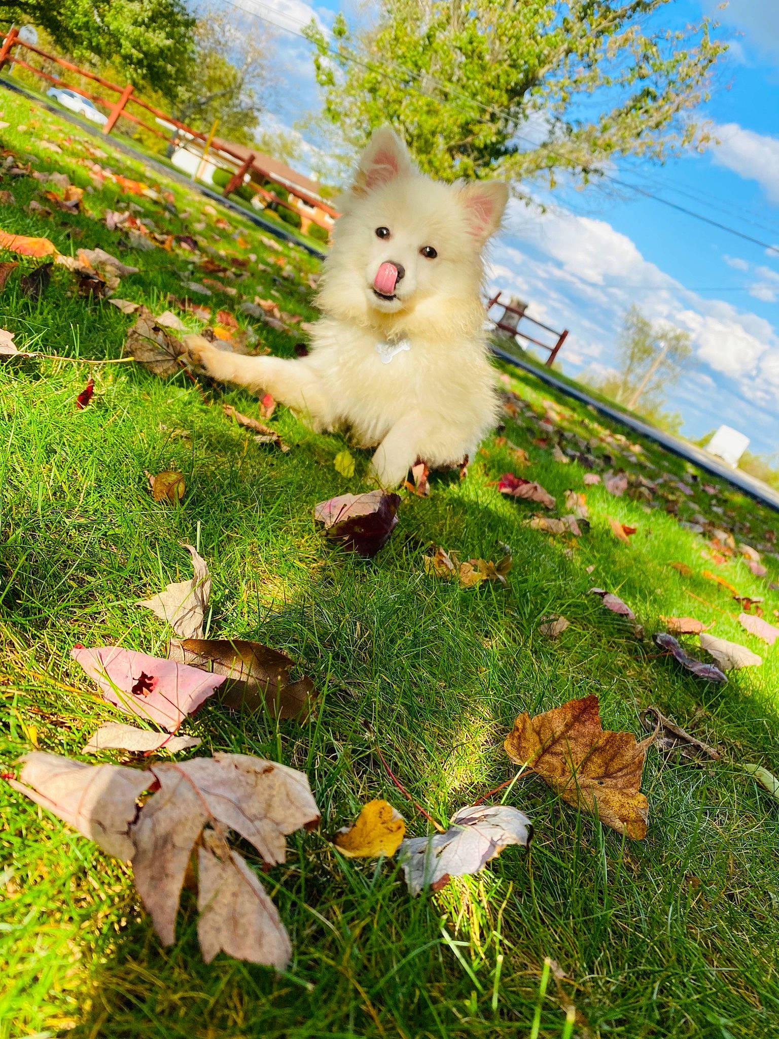 Beau Biscuit is registered to the contest to win money with this photo: cloud, companion_dog, fawn, felidae, grass, grass_family, green, happy, landscape, lawn_ornament, leaf, meadow, nature, people_in_nature, petal, plant, sky, tail, toy, tree