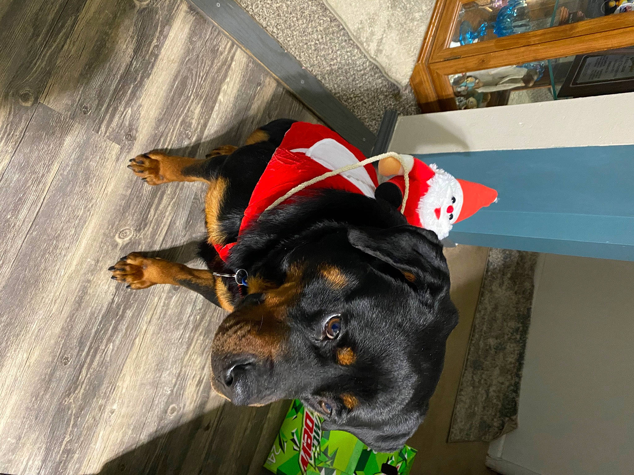 Amara is registered to the contest to win money with this photo: canidae, carmine, carnivore, collar, companion_dog, dog, dog_breed, dog_clothes, dog_collar, dog_supply, fashion_accessory, fawn, hat, leash, mammal, pet_supply, snout, sporting_group, tail, working_animal