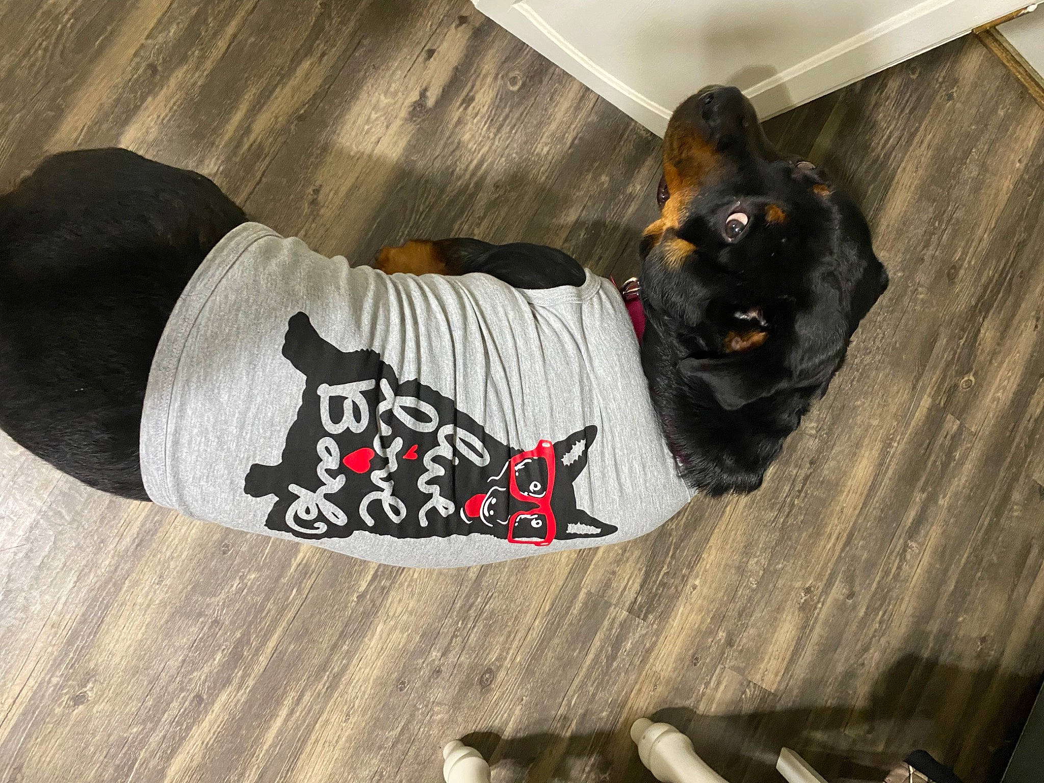 Amara joined the competition — help win amazing prizes! carmine, carnivore, collar, companion_dog, dog, dog_breed, dog_clothes, dog_supply, fawn, felidae, grey, linens, pattern, pet_supply, sleeve, small_to_medium_sized_cats, snout, tail, whiskers, wood