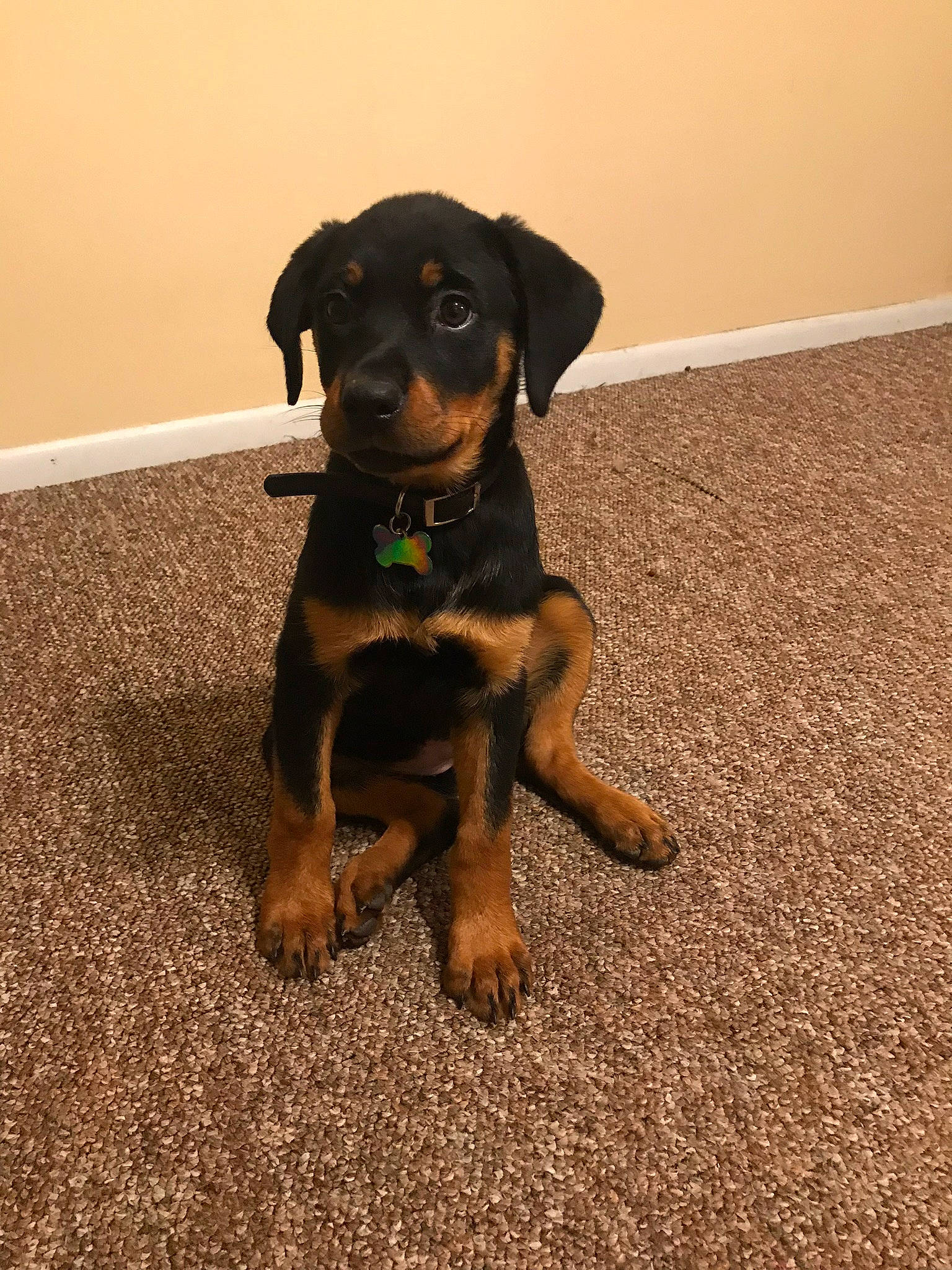 Amara joined the competition — help win amazing prizes! borador, canidae, carnivore, collar, companion_dog, dog, dog_breed, dog_collar, fawn, guard_dog, hunting_dog, liver, pet_supply, puppy, snout, working_animal, working_dog