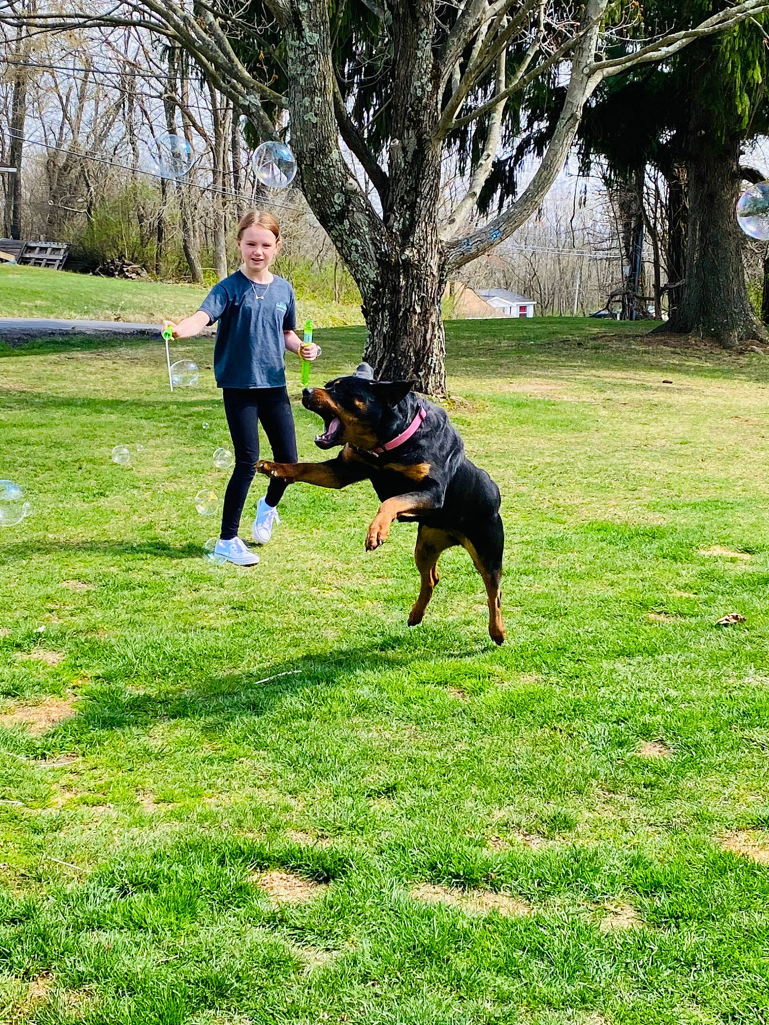 Amara is registered to the contest to win money with this photo: carnivore, companion_dog, dog, dog_breed, grass, grass_family, grassland, groundcover, happy, lawn, leisure, meadow, pasture, people_in_nature, plant, recreation, smile, sporting_group, sports, tree