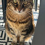 Mafate a rejoint le concours — aidez-le/la à gagner de superbes lots ! animal, black, brown, cat, close_up, curious, domestic_cat, eyes, fur, furniture, indoor, legs, patterned_rug, pet, shadow, sitting, striped, sunlight, tabby_cat, whiskers