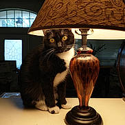 Ginsu Scamard joined the competition — help win amazing prizes! cat, black_and_white_cat, lamp, lampshade, amber_glass, table, indoor, window, door, curious, pet, whiskers, feline, sitting, lighting, shadow, cozy, household, decor, furniture