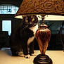 cat, black_and_white_cat, lamp, lampshade, amber_glass, table, indoor, window, door, curious, pet, whiskers, feline, sitting, lighting, shadow, cozy, household, decor, furniture