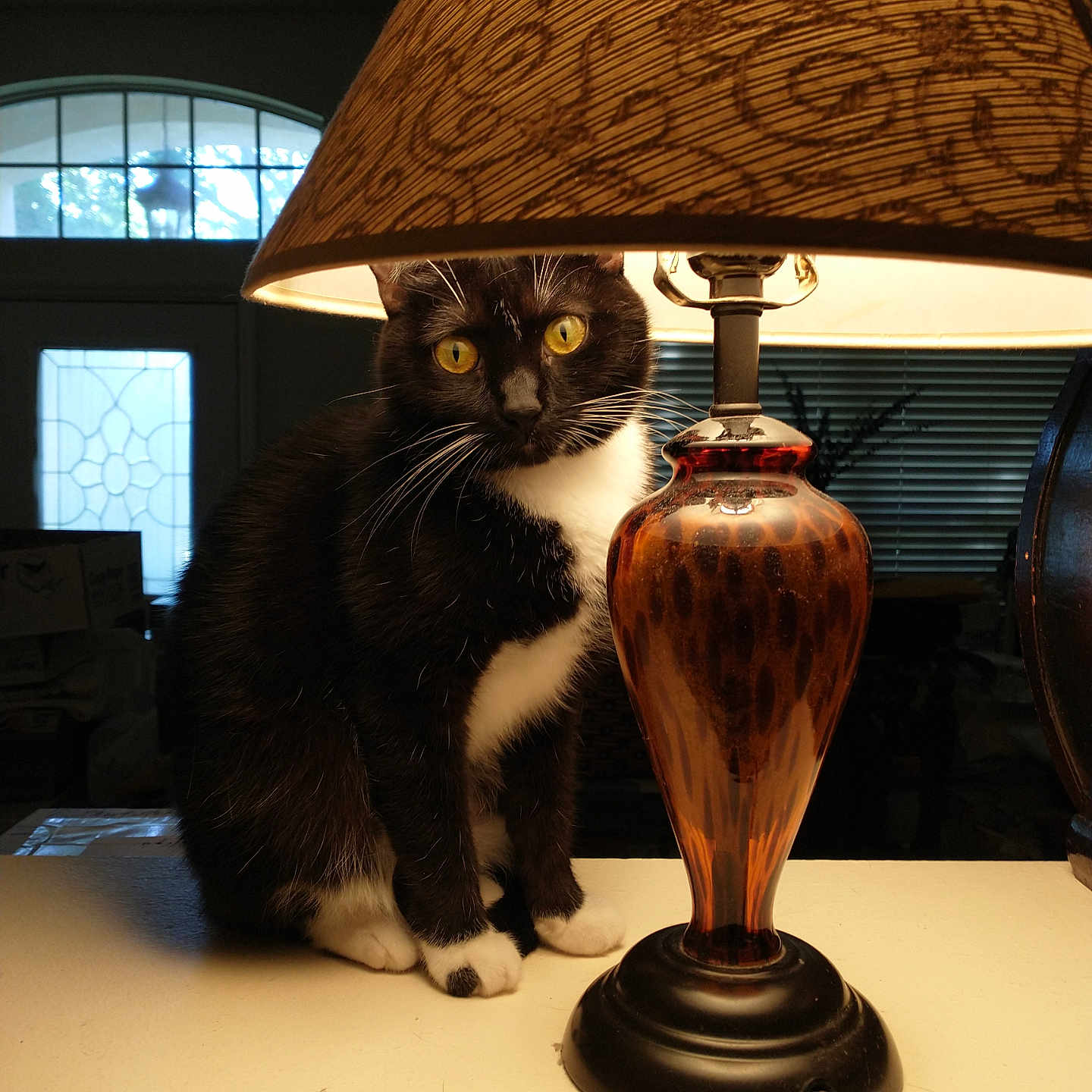Ginsu Scamard joined the competition — help win amazing prizes! amber_glass, black_and_white_cat, cat, cozy, curious, decor, door, feline, furniture, household, indoor, lamp, lampshade, lighting, pet, shadow, sitting, table, whiskers, window