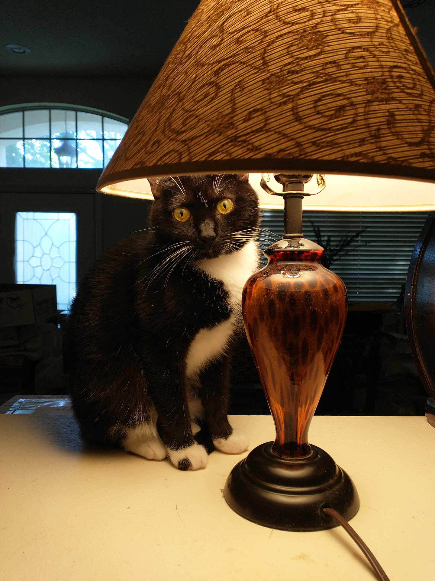 Ginsu Scamard joined the competition — help win amazing prizes! cat, black_and_white_cat, lamp, lampshade, amber_glass, table, indoor, window, door, curious, pet, whiskers, feline, sitting, lighting, shadow, cozy, household, decor, furniture