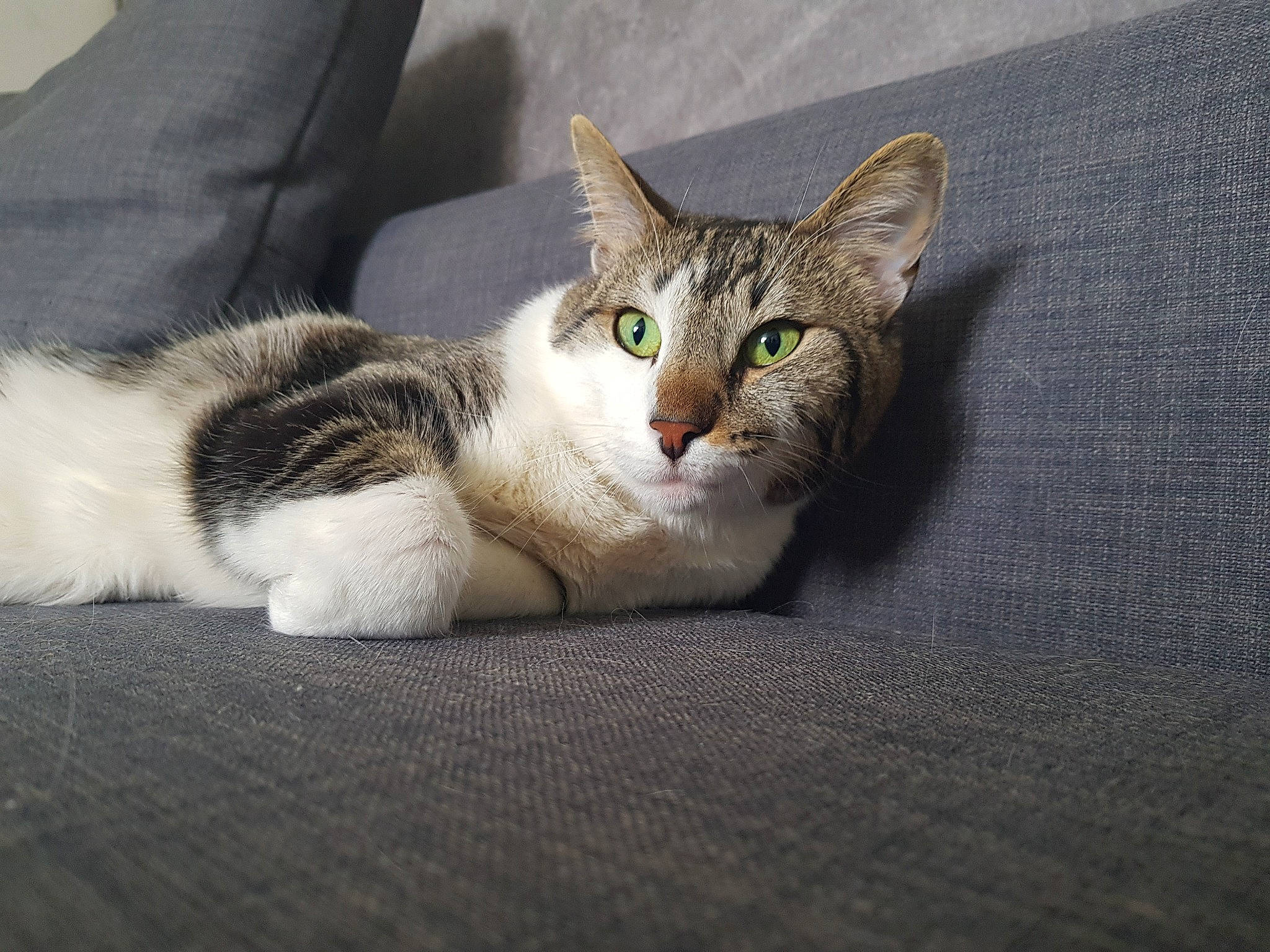 Nesta participe au concours pour gagner de l'argent avec cette photo : aegean_cat, american_wirehair, asian, australian_mist, carnivore, cat, domestic_short_haired_cat, dragon_li, ear, european_shorthair, eye, felidae, fur, kitten, mammal, paw, polydactyl_cat, small_to_medium_sized_cats, tabby_cat, whiskers