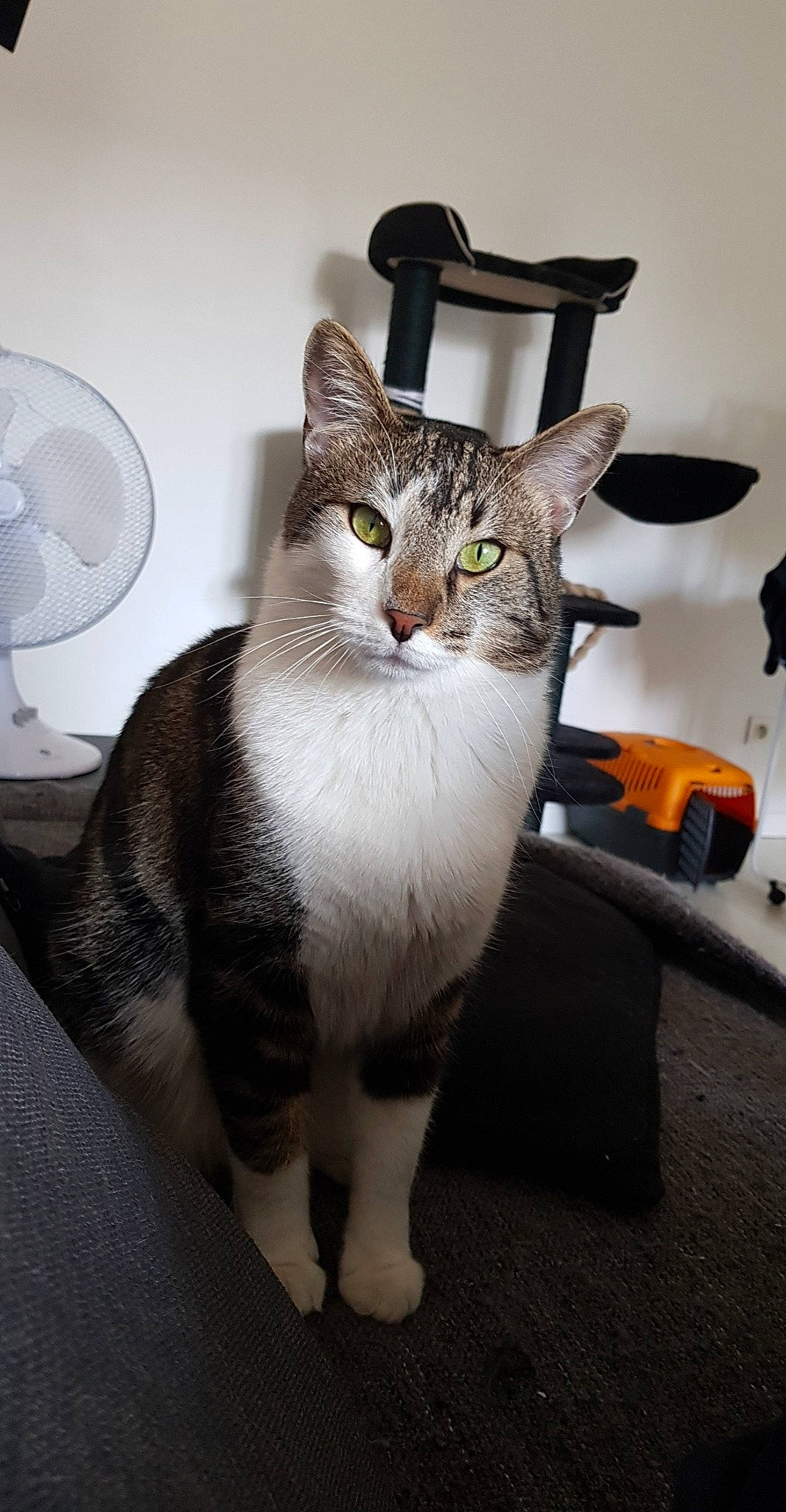 Nesta a rejoint le concours — aidez-le/la à gagner de superbes lots ! aegean_cat, american_shorthair, american_wirehair, asian, carnivore, cat, domestic_short_haired_cat, european_shorthair, felidae, small_to_medium_sized_cats, tabby_cat, whiskers