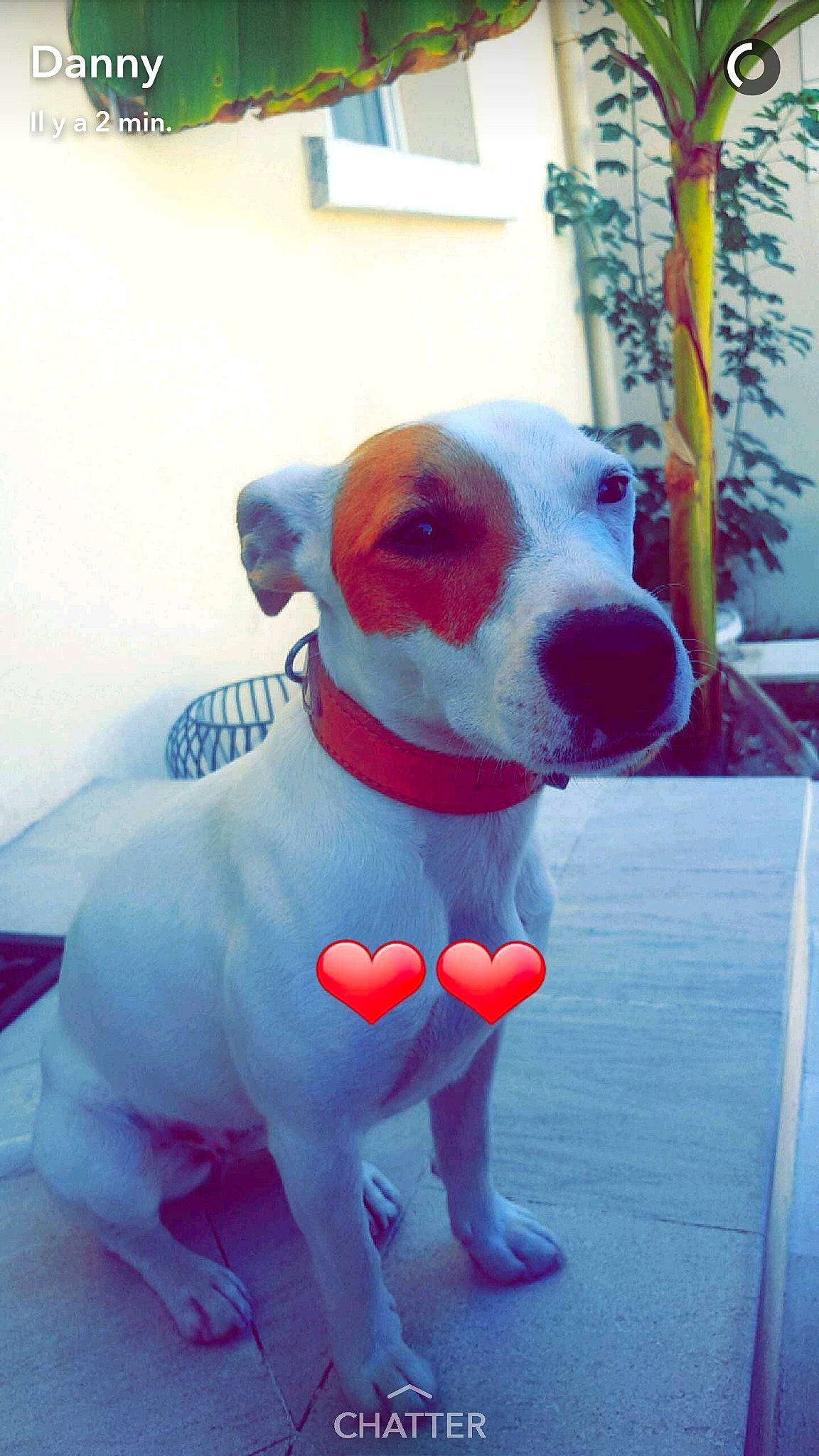 Jaya participe au concours pour gagner de l'argent avec cette photo : canidae, carnivore, companion_dog, dog, dog_breed, dog_clothes, fawn, non_sporting_group, pit_bull, rare_breed_dog, snout, tail