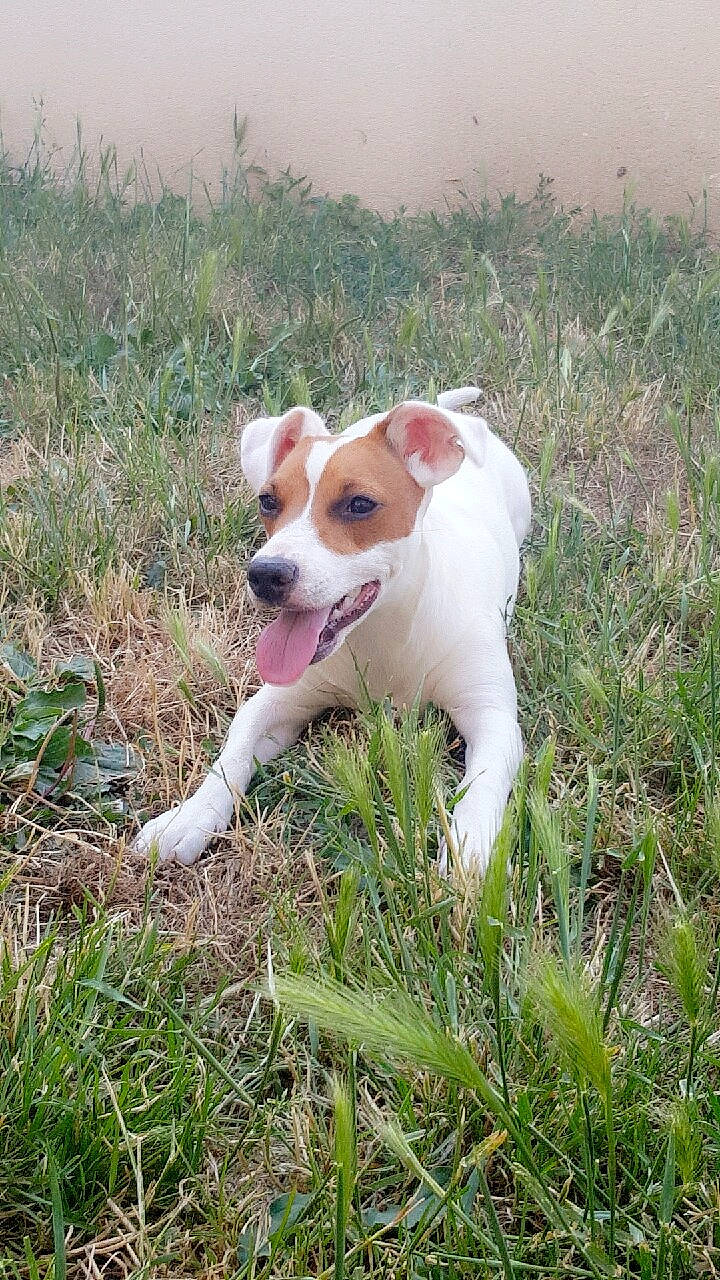 Maya participe au concours pour gagner de l'argent avec cette photo : canidae, carnivore, companion_dog, danish_swedish_farmdog, dog, dog_breed, feist, grass, irishjacks, jack_russell_terrier, mammal, miniature_fox_terrier, parson_russell_terrier, puppy, rare_breed_dog, russell_terrier, sporting_group, tenterfield_terrier, treeing_feist, vertebrate