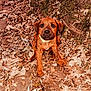 puppy, dog, animal, outdoor, leaves, autumn, nature, tree, brown, cute, sitting, young, pet, fur, collar, ground, curious, playful, small, eyes