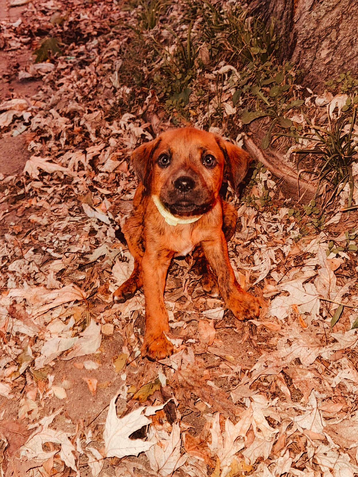 Odin joined the competition — help win amazing prizes! puppy, dog, animal, outdoor, leaves, autumn, nature, tree, brown, cute, sitting, young, pet, fur, collar, ground, curious, playful, small, eyes
