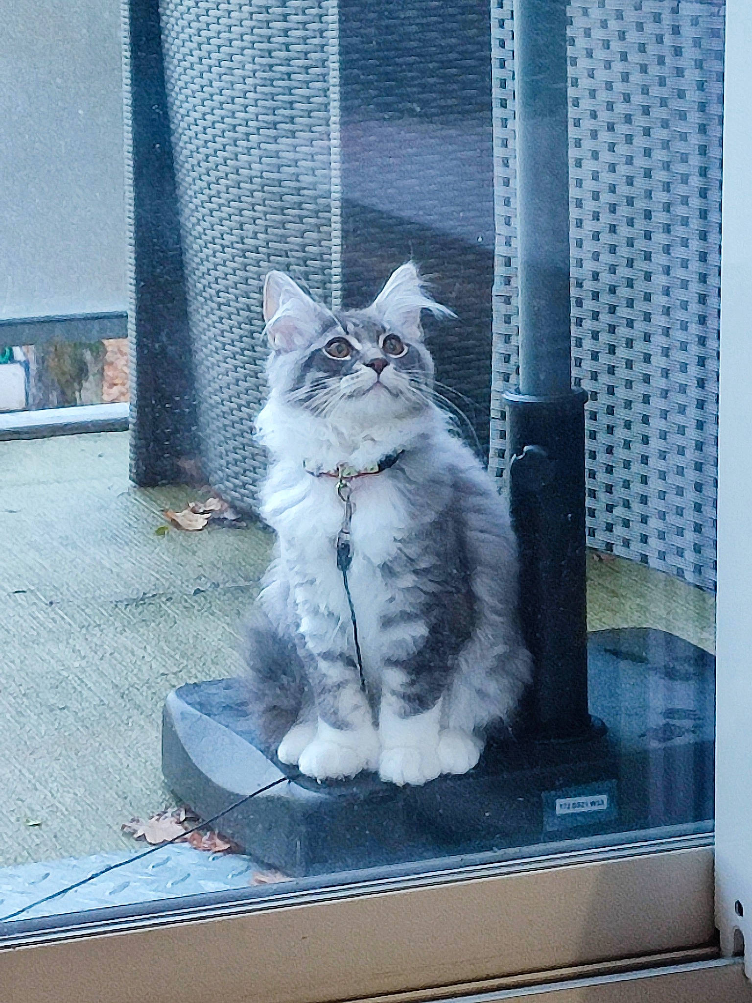 Stanley participe au concours pour gagner de l'argent avec cette photo : animal_shelter, carnivore, cat, domestic_short_haired_cat, door, electric_blue, felidae, freezing, fur, glass, grey, paw, small_to_medium_sized_cats, tail, whiskers, window, winter
