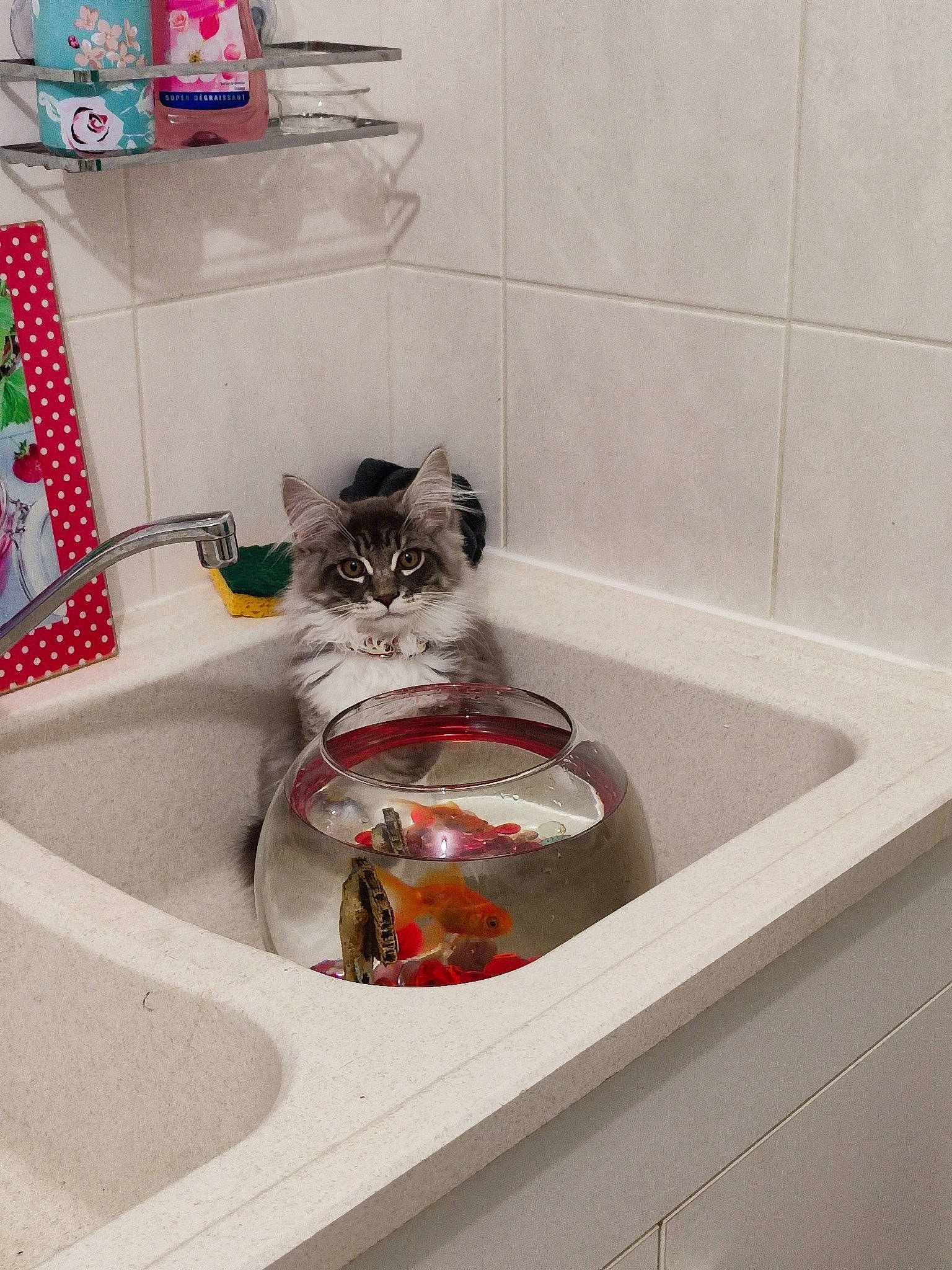 Stanley a rejoint le concours — aidez-le/la à gagner de superbes lots ! bathroom, bathroom_accessory, bathroom_sink, carnivore, cat, felidae, floor, flooring, grey, mammal, plumbing, plumbing_fixture, property, room, shelf, sink, small_to_medium_sized_cats, tap, vertebrate, whiskers