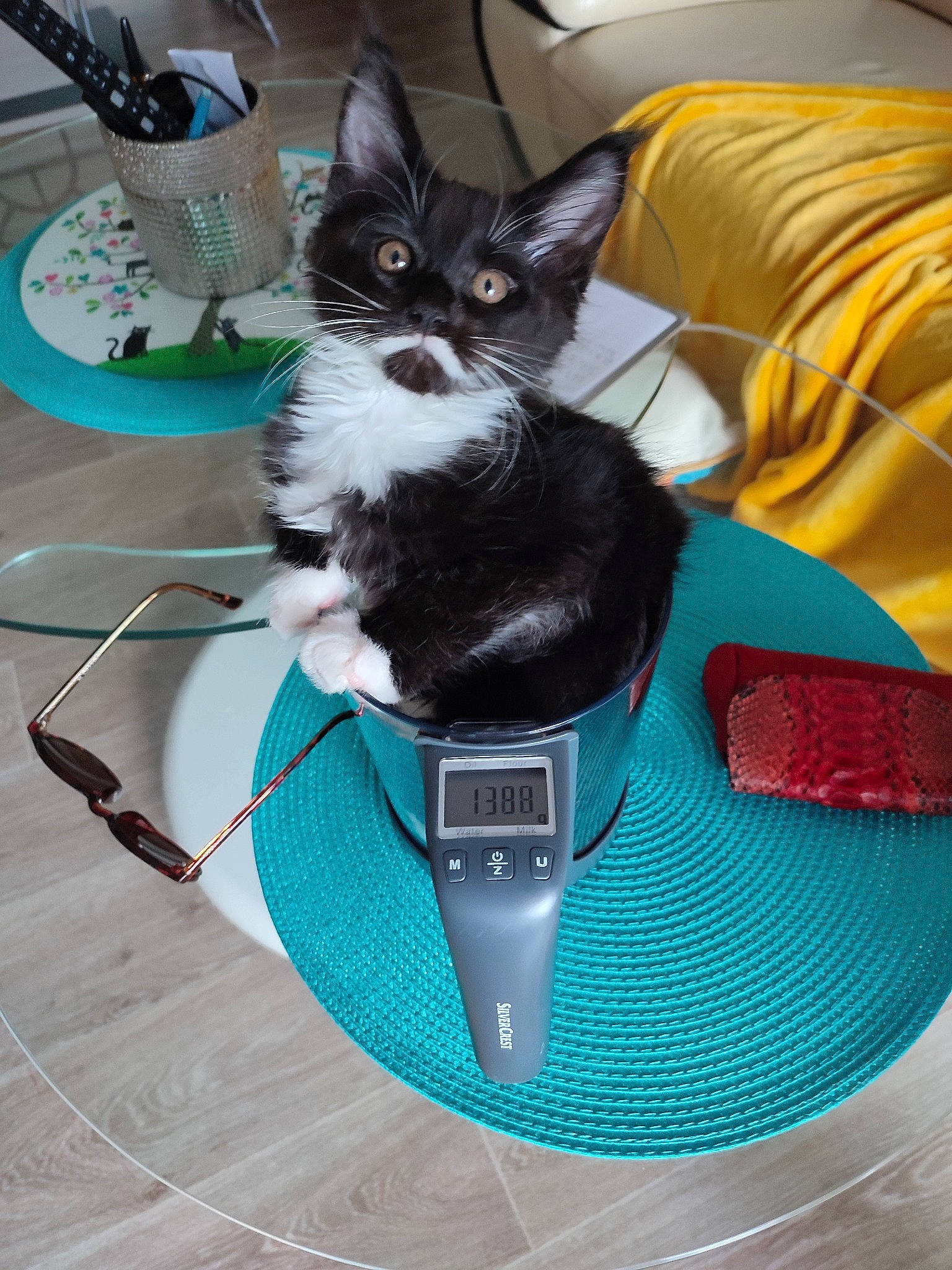 Sybille a rejoint le concours — aidez-le/la à gagner de superbes lots ! audio_equipment, bag, black_cat, carnivore, cat, comfort, couch, domestic_short_haired_cat, electric_blue, felidae, flooring, green, grey, input_device, luggage_and_bags, personal_protective_equipment, pet_supply, small_to_medium_sized_cats, tail, whiskers