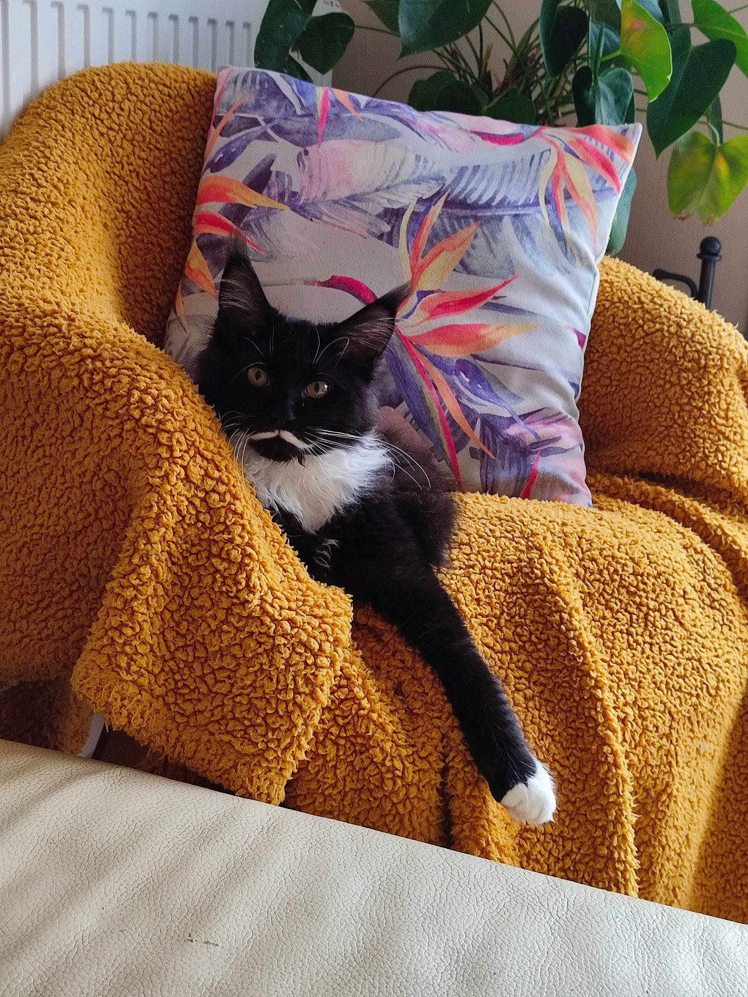 Sybille participe au concours pour gagner de l'argent avec cette photo : bedding, carnivore, cat, comfort, fawn, felidae, flooring, furniture, grey, hardwood, linens, mammal, pattern, pillow, small_to_medium_sized_cats, tail, textile, vertebrate, whiskers, wood