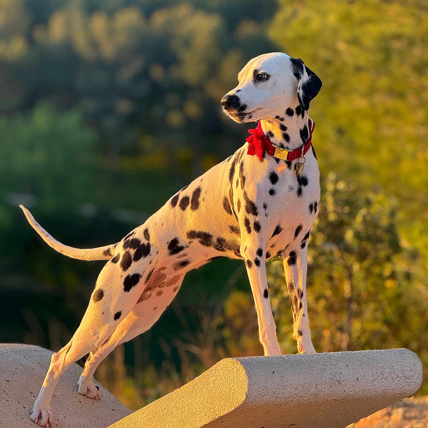 Whitney participe au concours pour gagner de l'argent avec cette photo : animal, canine, dalmatian, dog, pet, pointer, puppy, whitedog