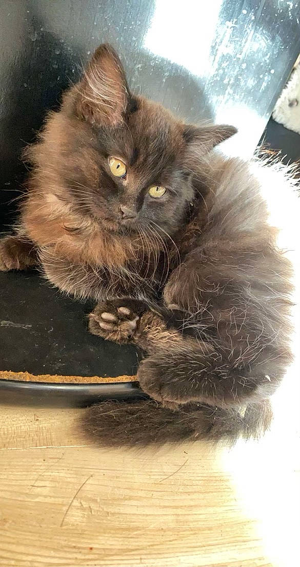 Titou a rejoint le concours — aidez-le/la à gagner de superbes lots ! art, box, british_longhair, carnivore, cat, claw, domestic_short_haired_cat, fawn, felidae, fur, paw, small_to_medium_sized_cats, snout, tail, terrestrial_animal, whiskers