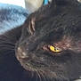 black_cat, cat, close_up, yellow_eyes, whiskers, pet, animal, feline, face, fur, indoors, domestic_cat, cute, mammal, portrait, sleepy, resting, soft_light, blurred_background, cozy
