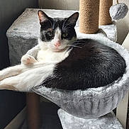 Icare Et Plume a rejoint le concours — aidez-le/la à gagner de superbes lots ! cat, black_and_white, tuxedo_cat, feline, pet, animal, whiskers, green_eyes, pink_nose, pointed_ears, relaxed, lounging, sitting, raised_paw, fur, cat_tree, scratching_post, plush, indoor, portrait