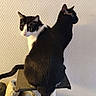 Icare Et Plume participe au concours pour gagner de l'argent avec cette photo : cat, cats, black_cat, black_and_white_cat, tuxedo_cat, feline, pet, animal, sitting, perched, cat_tree, indoors, wallpaper, patterned_background, portrait, close_up, alert, looking_at_camera, side_profile, funny_pose