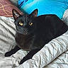 Icare Et Plume participe au concours pour gagner de l'argent avec cette photo : black_cat, cat, feline, golden_eyes, yellow_eyes, whiskers, ears, fur, animal, pet, bed, bedroom, blanket, pillows, bedding,  lounging, lying_down, indoors, portrait, close_up