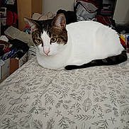 Spot is registered to the contest to win money with this photo: cat, animal, pet, indoor, bed, blanket, pattern, feline, yellow_eyes, resting, domestic, fur, whiskers, ears, clutter, room, furniture, household, relaxed, tabby