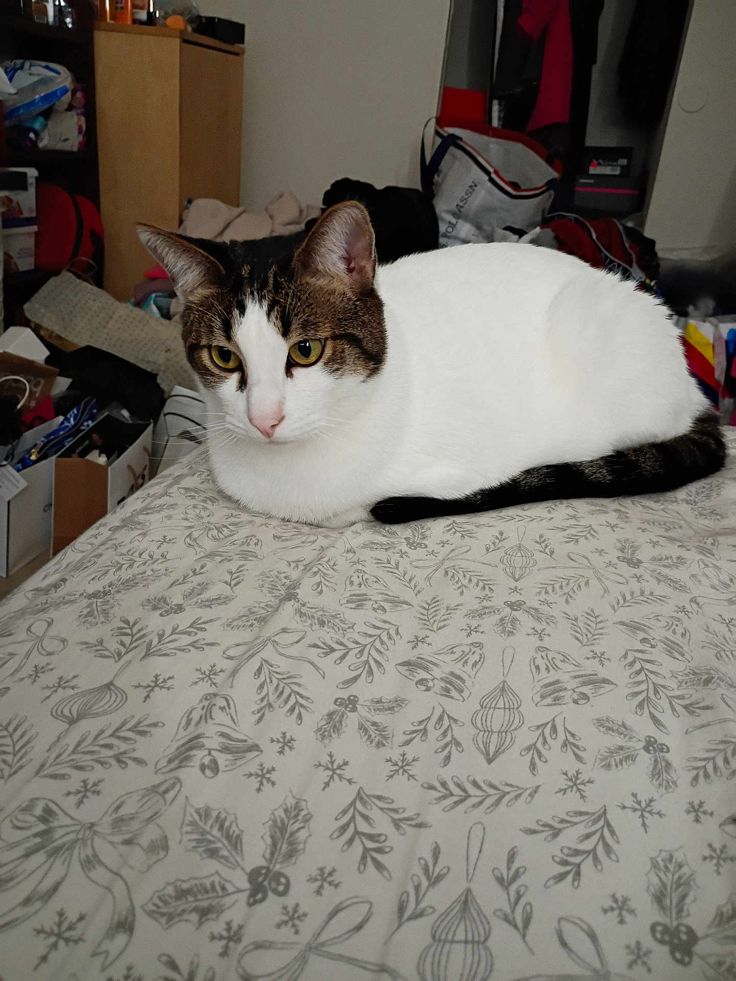 Spot is registered to the contest to win money with this photo: cat, animal, pet, indoor, bed, blanket, pattern, feline, yellow_eyes, resting, domestic, fur, whiskers, ears, clutter, room, furniture, household, relaxed, tabby