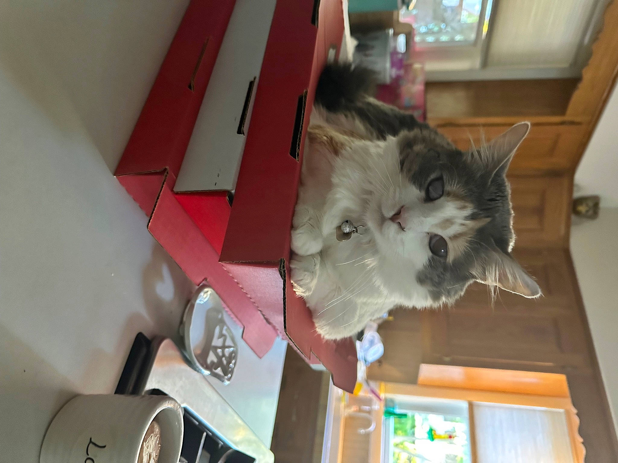 Beatrice is registered to the contest to win money with this photo: box, cardboard, carmine, carnivore, carton, cat, ceiling, domestic_short_haired_cat, felidae, flooring, fur, hardwood, paper_product, picture_frame, room, shipping_box, small_to_medium_sized_cats, tail, whiskers, wood