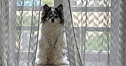 Onyx participe au concours pour gagner de l'argent avec cette photo : dog, puppy, small_dog, fluffy, long_hair, black_and_white, sitting, window, curtains, indoor, home, window_seat, portrait, pet, animal, face, ears, fur, backlit, patterned_curtains